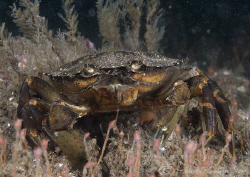 Shore crab. North Wales. D200, 60mm. by Derek Haslam 